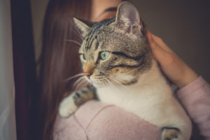 teken bij katten