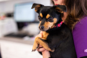 hondsdolheid rabies hond