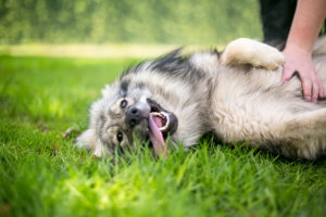 Dog belly rubs grass