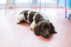 Liggende hond