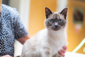 Zittende kat