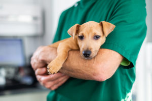 Ontworm je pup regelmatig