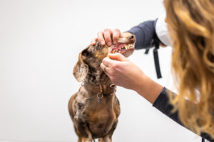 gezond gebit hond