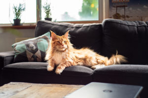 Door elk half jaar bij je dierenarts langs te gaan voor bloedcontrole, kunnen nierproblemen tijdig herkend worden
