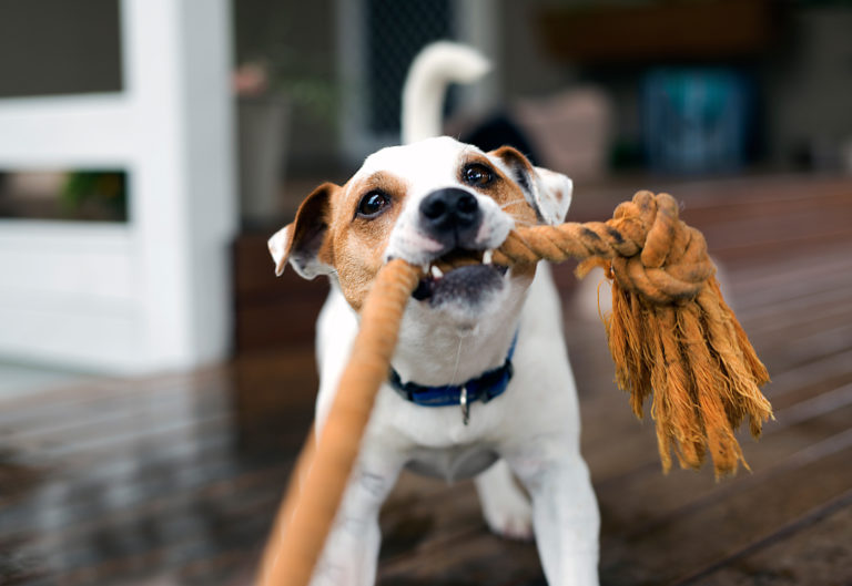Afgebroken tand of kies bij een volwassen hond Dier en Gids
