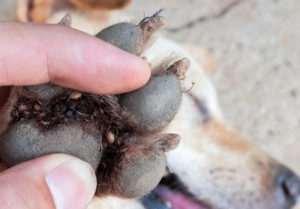teek tussen tenen hond