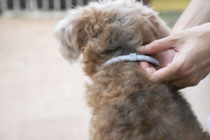 hond beschermen tegen teken en vlooien