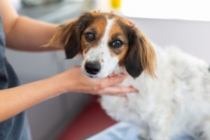 diarree bij honden