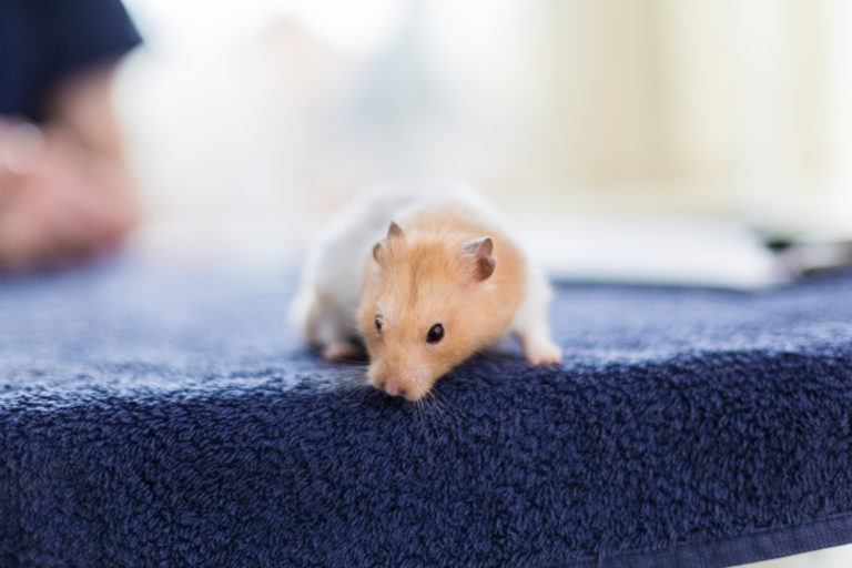 voor je hamster Hoe je een hamster Dier en Gids