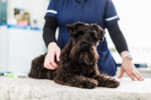 Jaarlijkse vaccinatie voor je hond