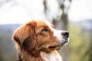 Sterilisatie bij de hond