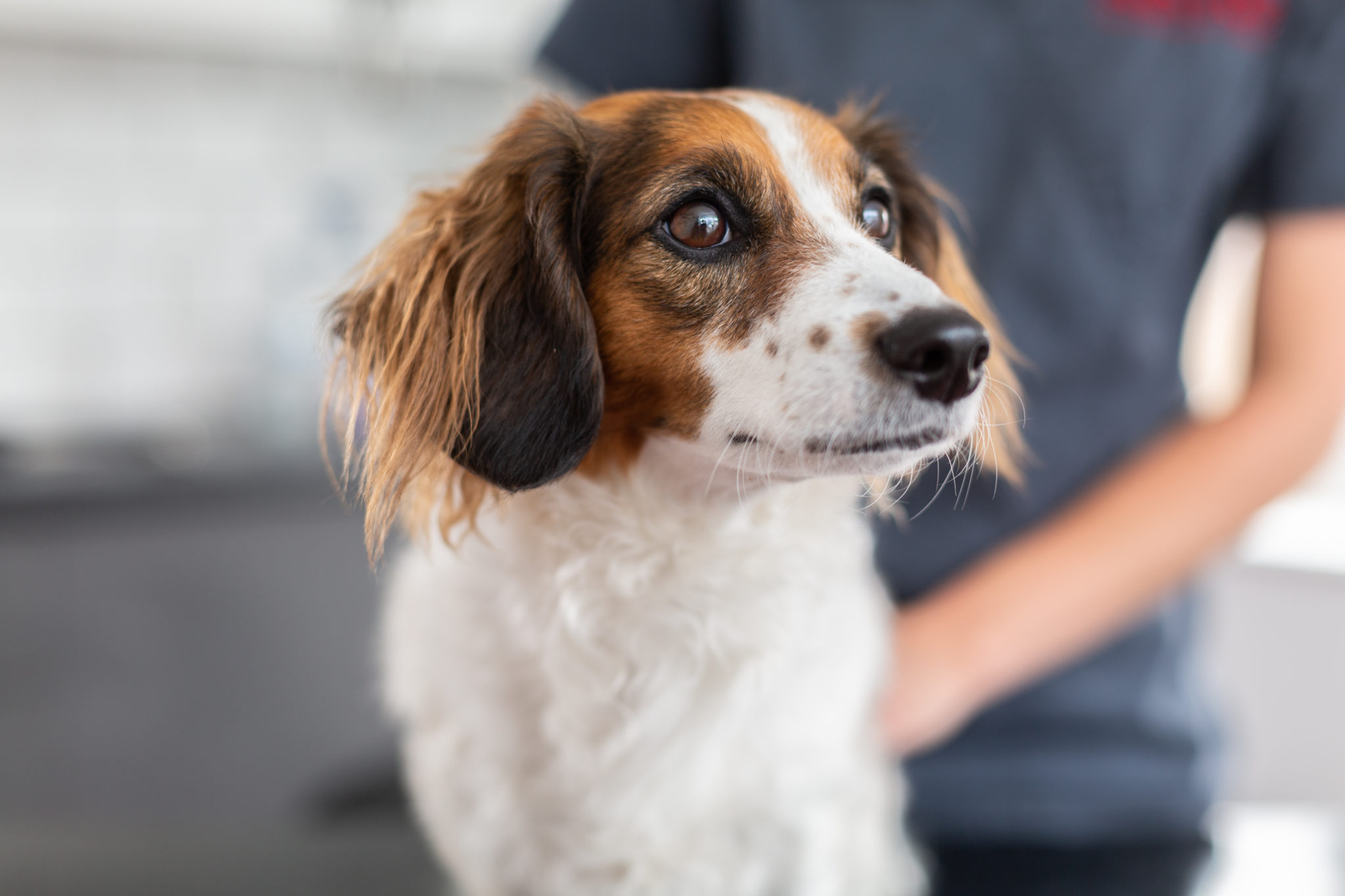 Laparoscopische sterilisatie bij de hond Dier en Gids