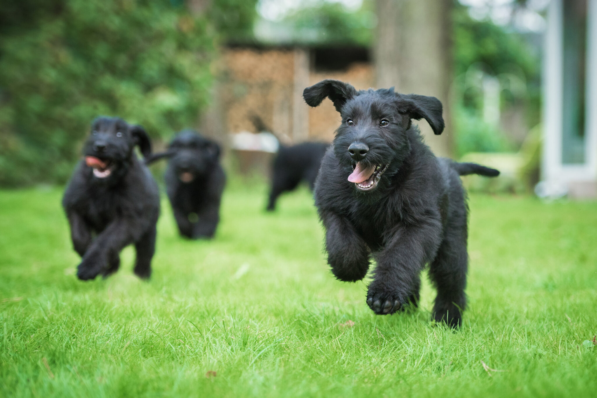 Hond Ontwormen Hoe Vaak Wanneer Dier En Zorg Gids