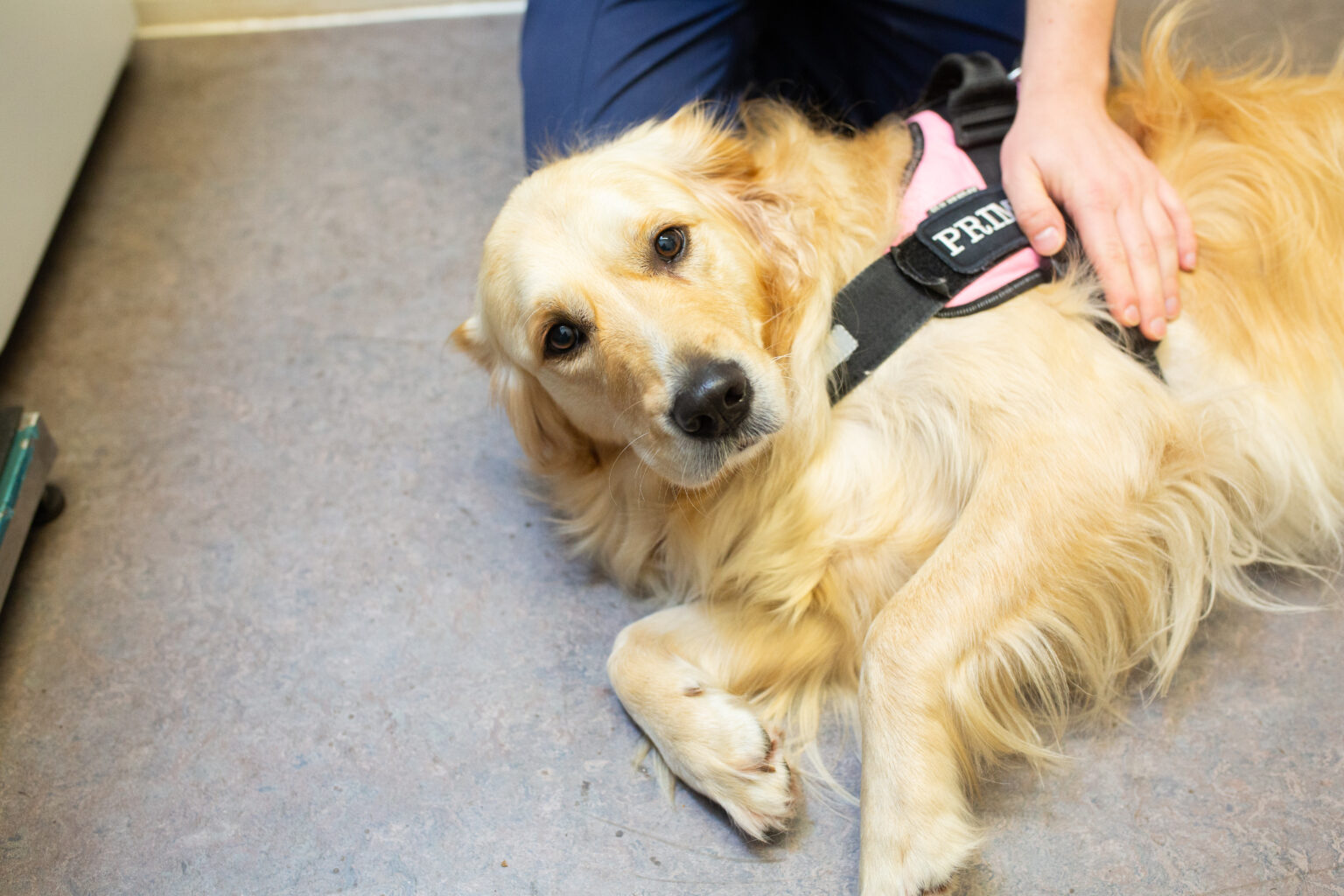 Sterilisatie hond Advies & tips Dier en Gids