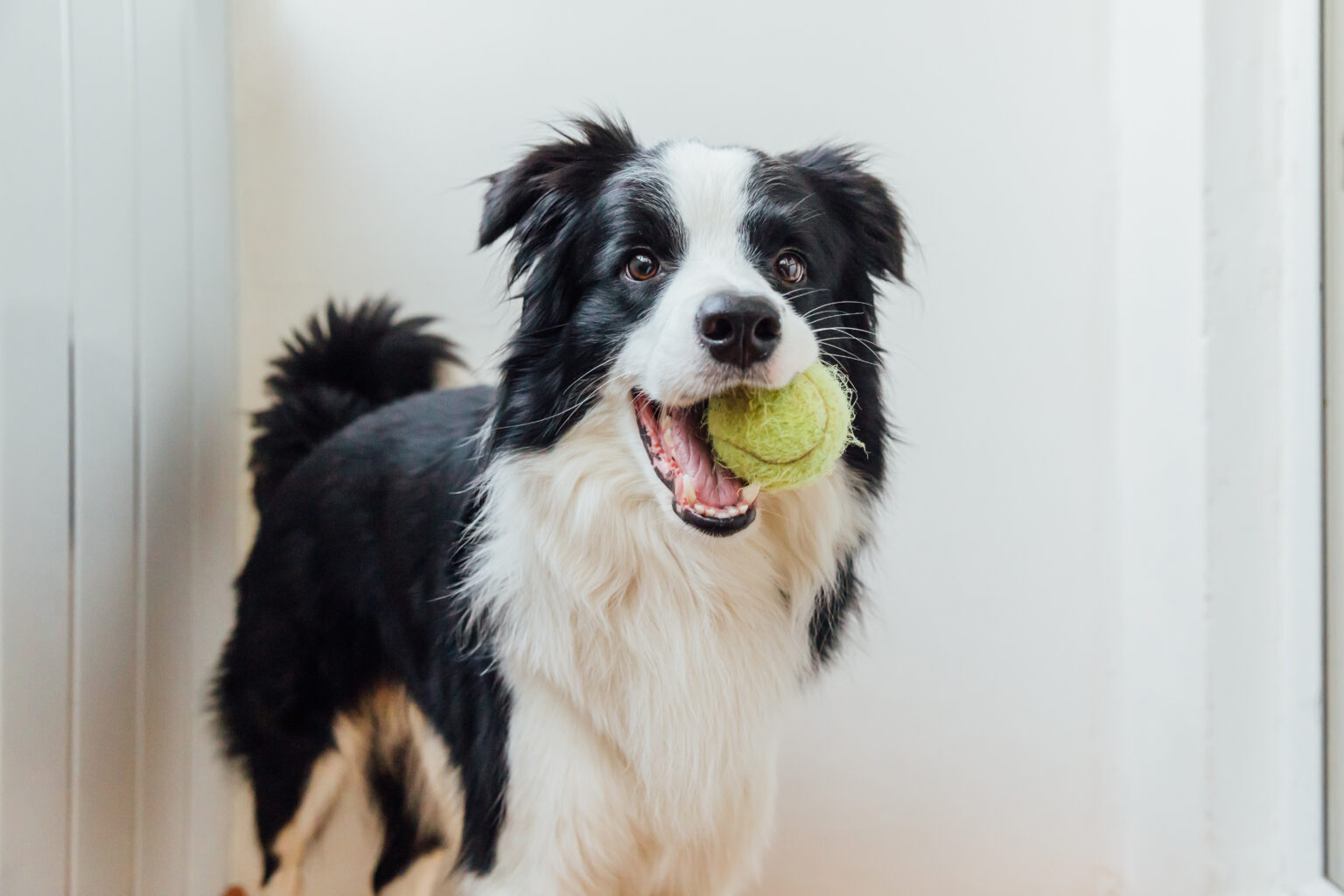 Gebitsreiniging bij hond stappen en kosten Dier en Gids