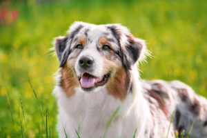 Longworm hond