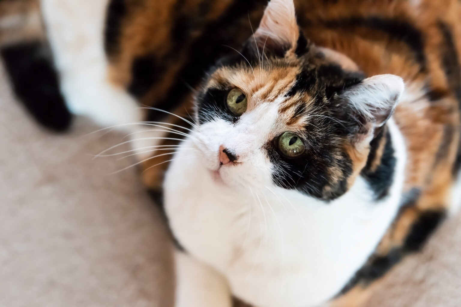 Hoe oud wordt een kat? Alles over de leeftijd Dier