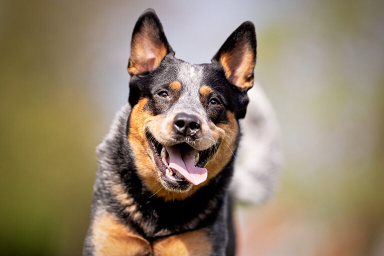 Hoeveel kost een hond (gem. per maand)? - Dier en Zorg Gids